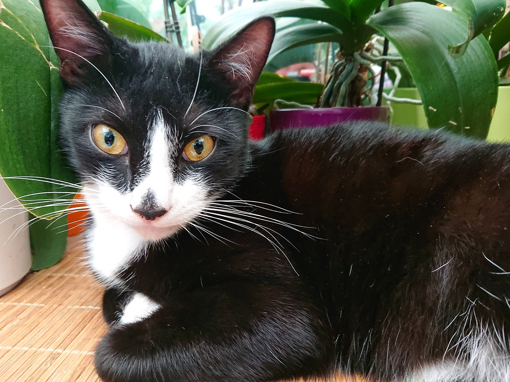 Savana a rejoint le concours — aidez-le/la à gagner de superbes lots ! black_cat, carnivore, cat, claw, domestic_short_haired_cat, felidae, flooring, flowerpot, fur, grass, houseplant, organism, paw, plant, small_to_medium_sized_cats, snout, tail, terrestrial_animal, whiskers