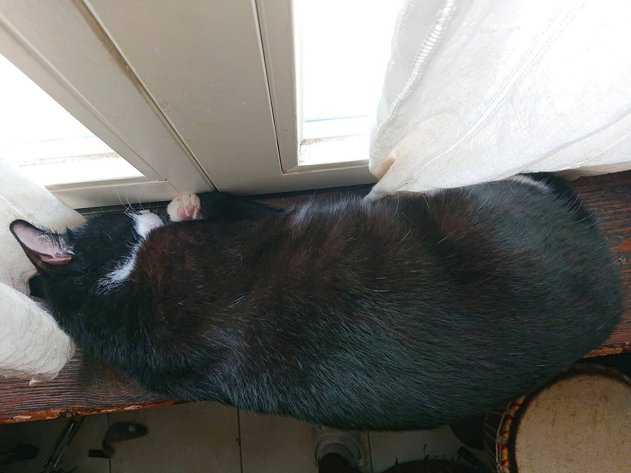 Savana participe au concours pour gagner de l'argent avec cette photo : canidae, carnivore, cat, claw, collar, comfort, dog_breed, domestic_short_haired_cat, felidae, floor, flooring, fur, hardwood, room, small_to_medium_sized_cats, snout, sporting_group, tail, whiskers, wood