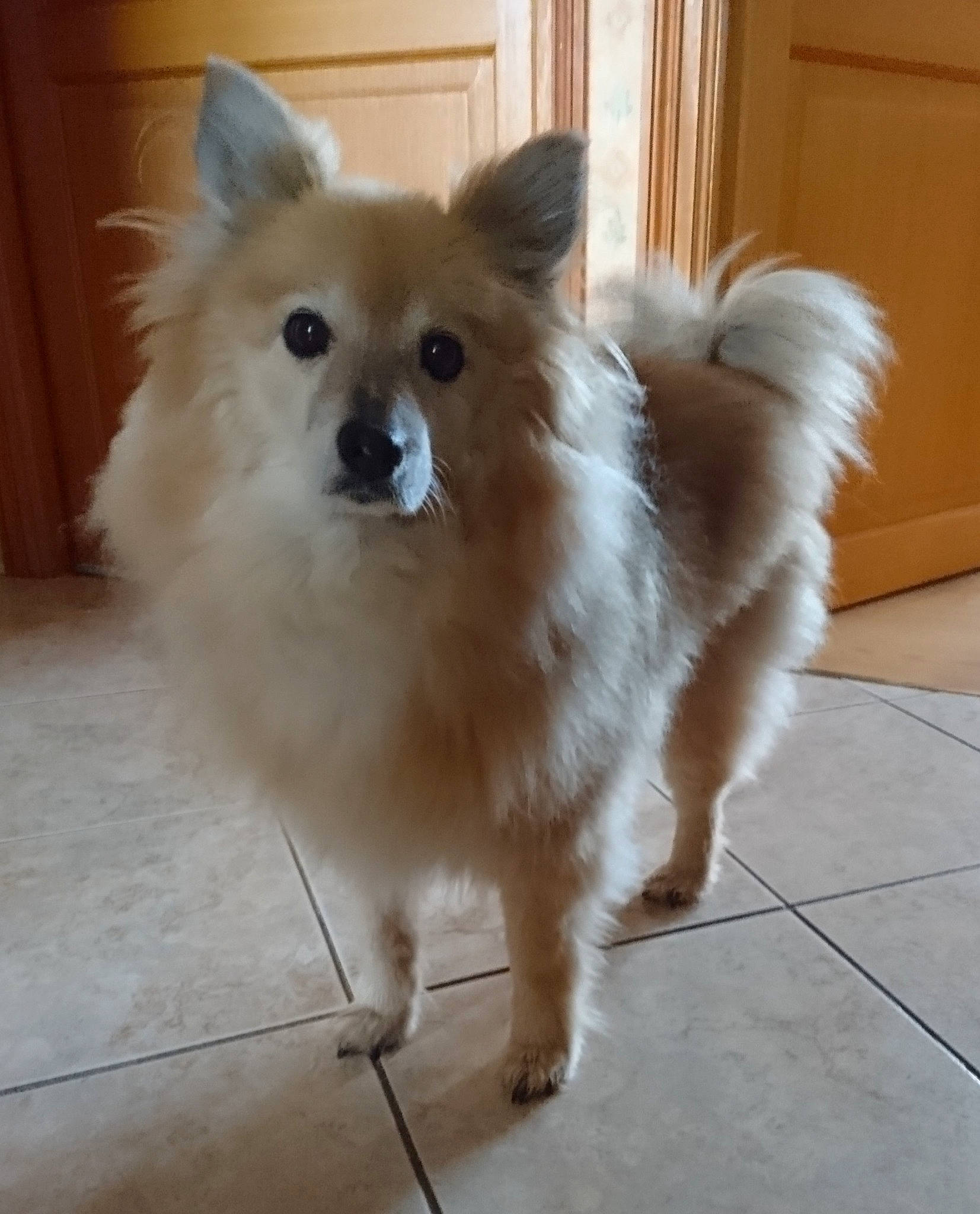 Dodo a rejoint le concours — aidez-le/la à gagner de superbes lots ! canidae, carnivore, companion_dog, dog, dog_breed, door, fashion_accessory, fawn, flooring, fur, german_spitz, german_spitz_klein, german_spitz_mittel, spitz, sporting_group, tail, toy_dog, volpino_italiano, whiskers, working_animal