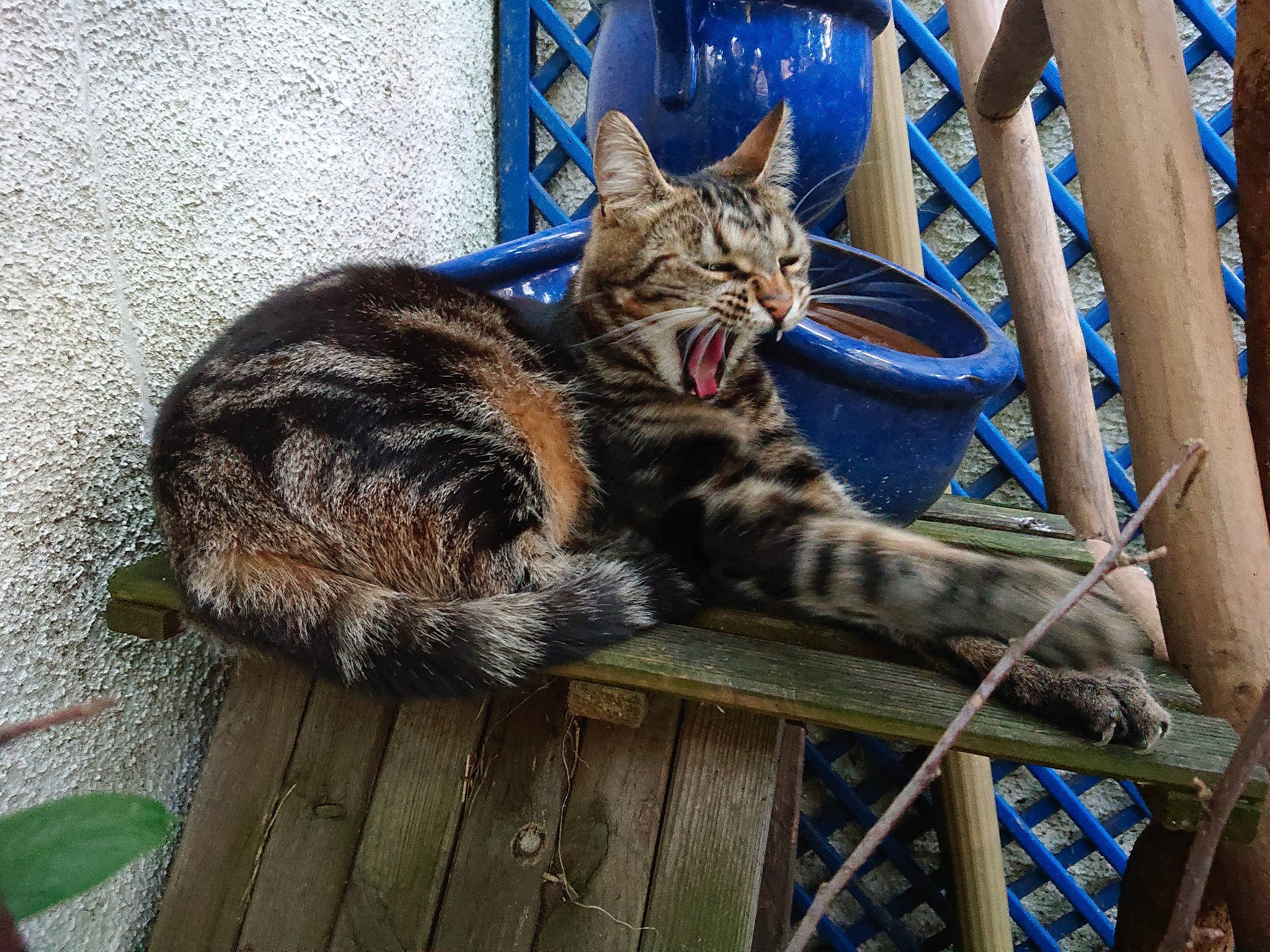 Tonga a rejoint le concours — aidez-le/la à gagner de superbes lots ! blue, carnivore, cat, claw, comfort, domestic_short_haired_cat, electric_blue, felidae, fur, grass, sitting, small_to_medium_sized_cats, snout, tail, terrestrial_animal, tree, twig, whiskers, wildlife, wood