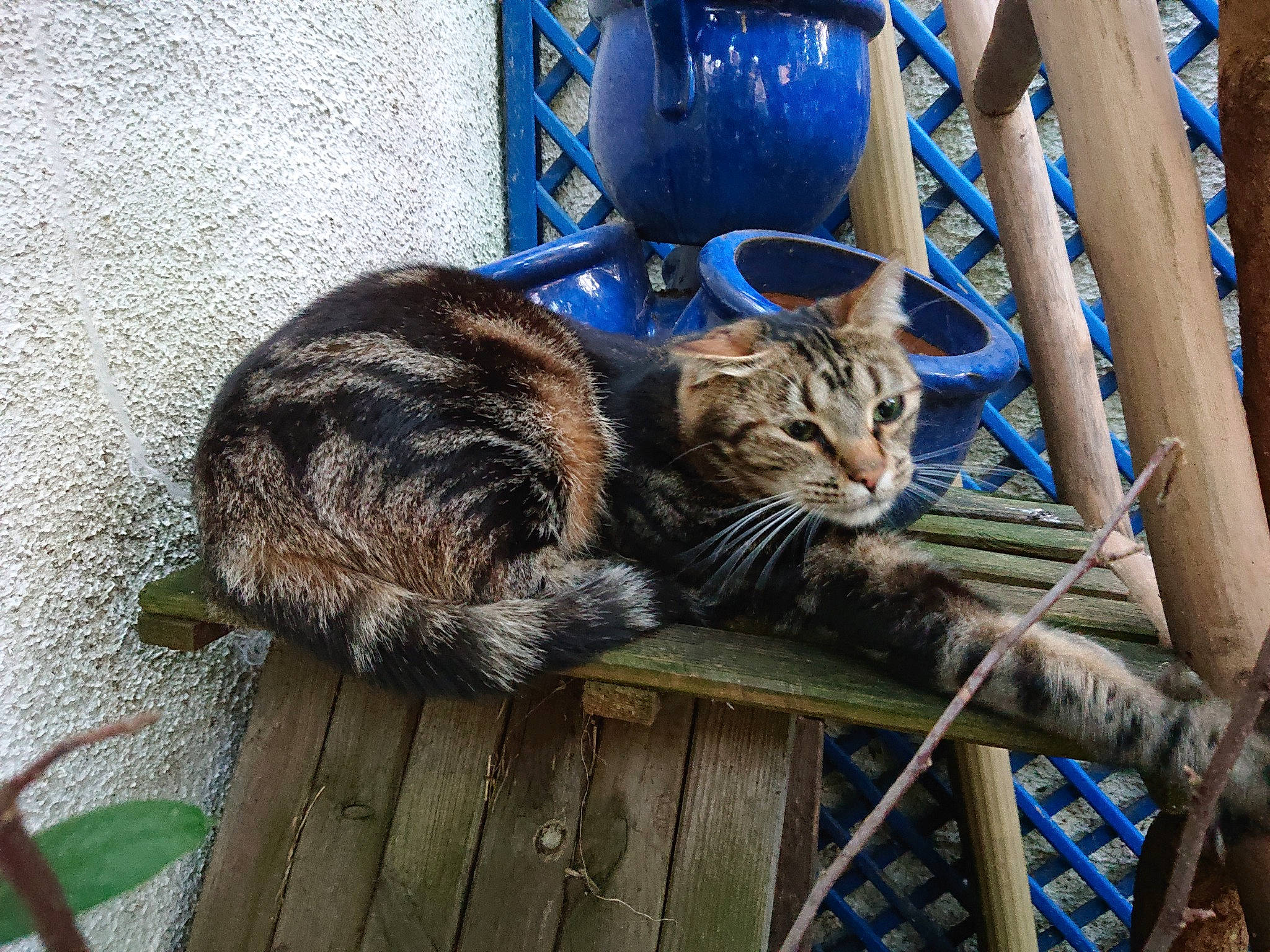 Tonga participe au concours pour gagner de l'argent avec cette photo : blue, carnivore, cat, chair, comfort, domestic_short_haired_cat, electric_blue, felidae, fur, grass, plant, small_to_medium_sized_cats, snout, tail, terrestrial_animal, tree, trunk, twig, whiskers, wood