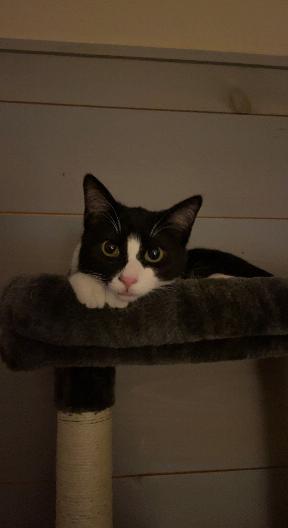 Kip joined the competition — help win amazing prizes! box, cardboard, carnivore, carton, cat, domestic_short_haired_cat, felidae, fur, grey, packaging_and_labeling, paper_product, paw, room, shelf, small_to_medium_sized_cats, snout, tail, whiskers, window, wood