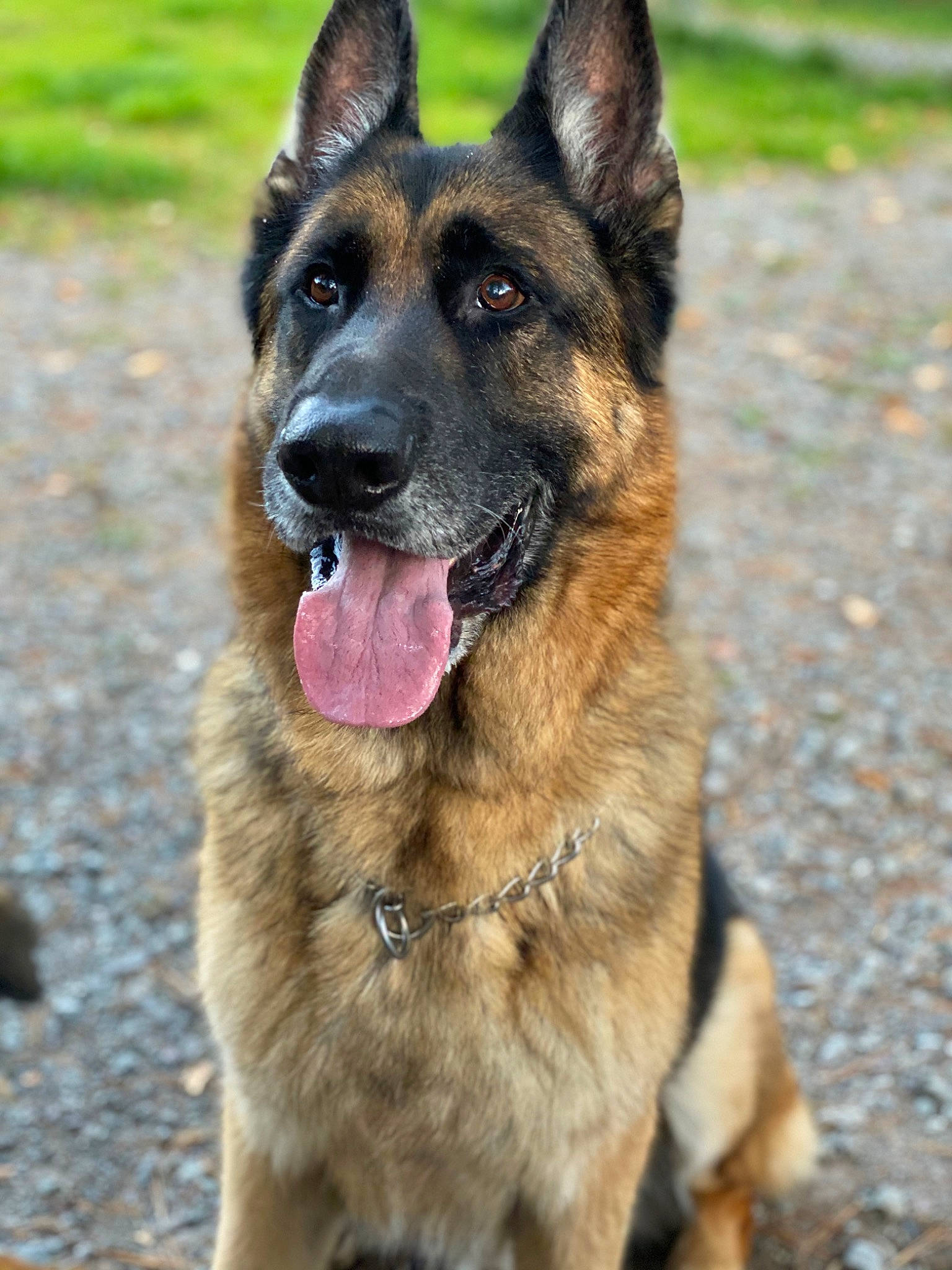 Braxton joined the competition — help win amazing prizes! belgian_shepherd, belgian_shepherd_malinois, bohemian_shepherd, canidae, carnivore, dog, dog_breed, east_european_shepherd, fawn, german_shepherd_dog, king_shepherd, kunming_wolfdog, mammal, old_german_shepherd_dog, police_dog, rare_breed_dog, shiloh_shepherd_dog, snout, tervuren, vertebrate