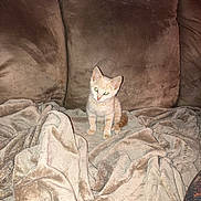 Meowzers is registered to the contest to win money with this photo: animal, blanket, cat, comfort, couch, cozy, curious, cute, domestic, feline, fur, home, indoor, kitten, mammal, pet, sitting, small, soft, young