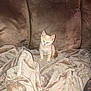 animal, blanket, cat, comfort, couch, cozy, curious, cute, domestic, feline, fur, home, indoor, kitten, mammal, pet, sitting, small, soft, young