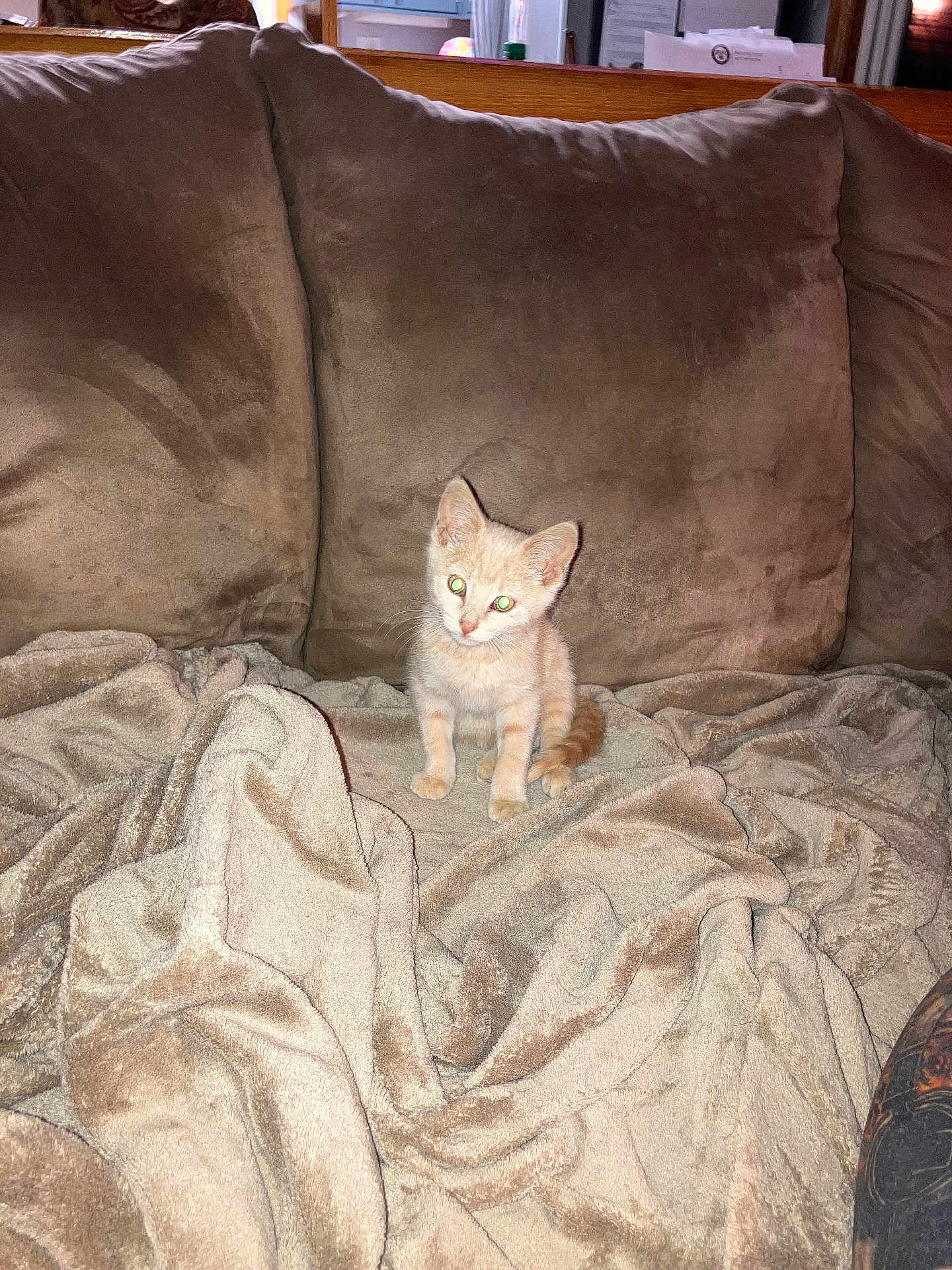 Meowzers