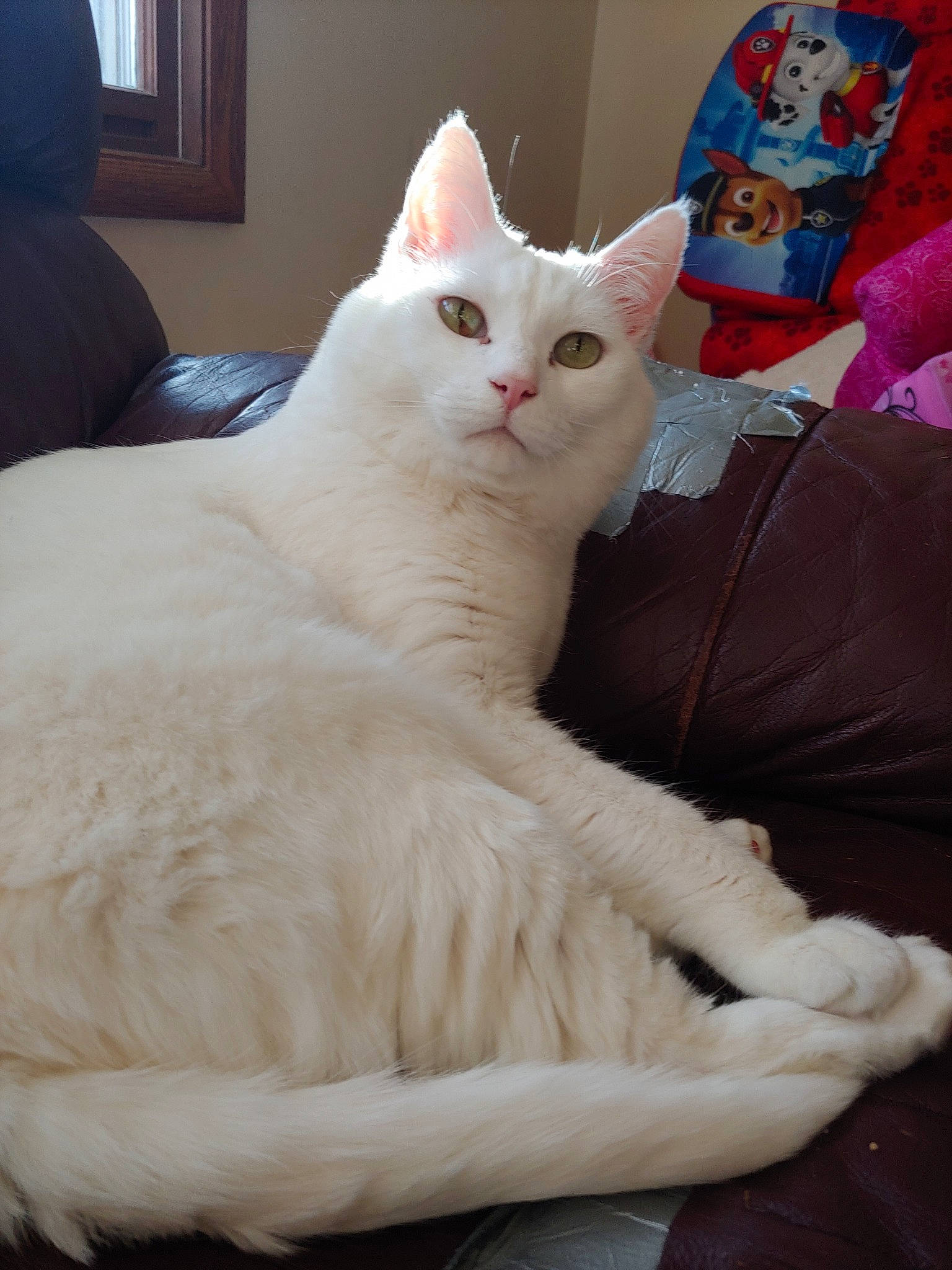 Enyo joined the competition — help win amazing prizes! asian, burmilla, carnivore, cat, colorpoint_shorthair, domestic_long_haired_cat, felidae, fur, khao_manee, kitten, maine_coon, mammal, ragdoll, small_to_medium_sized_cats, tail, turkish_angora, turkish_van, vertebrate, whiskers