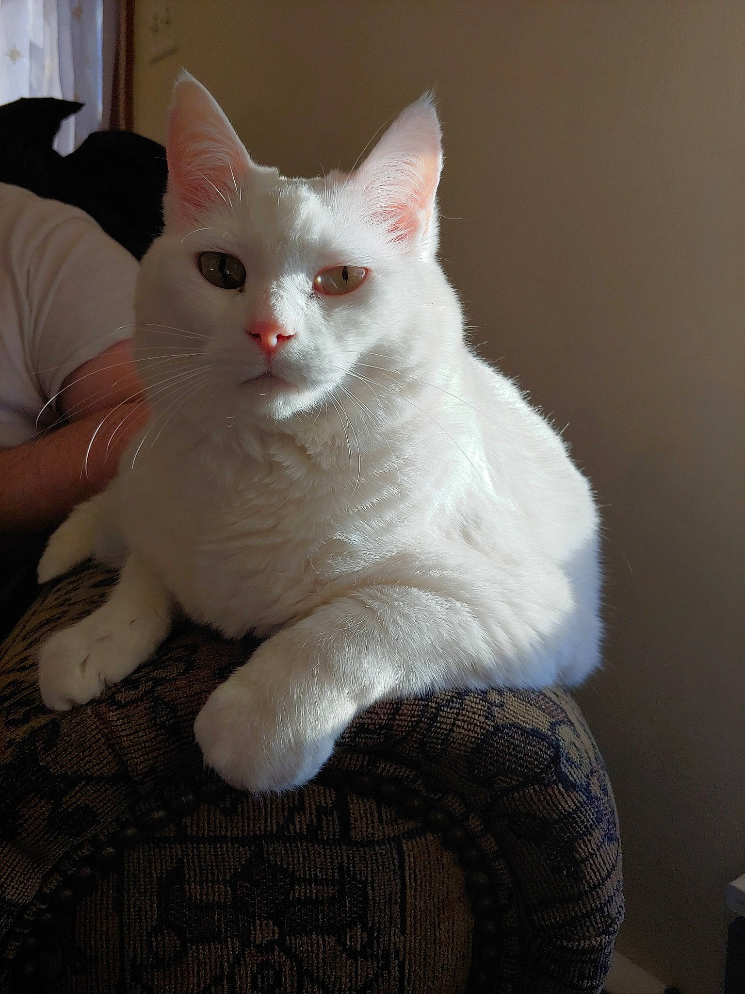 Enyo is registered to the contest to win money with this photo: asian, burmilla, carnivore, cat, domestic_long_haired_cat, domestic_short_haired_cat, eye, felidae, fur, german_rex, khao_manee, mammal, ojos_azules, small_to_medium_sized_cats, turkish_angora, turkish_van, vertebrate, whiskers