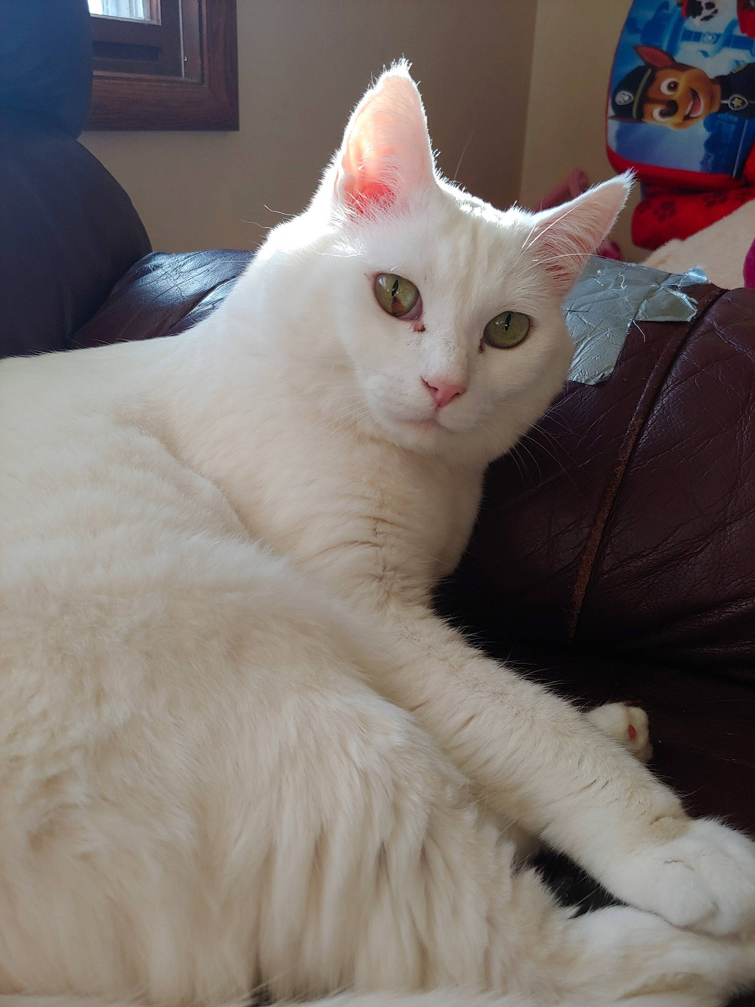 Enyo is registered to the contest to win money with this photo: asian, burmilla, carnivore, cat, colorpoint_shorthair, domestic_long_haired_cat, domestic_short_haired_cat, ear, eye, felidae, fur, javanese, khao_manee, mammal, small_to_medium_sized_cats, tail, turkish_angora, turkish_van, vertebrate, whiskers