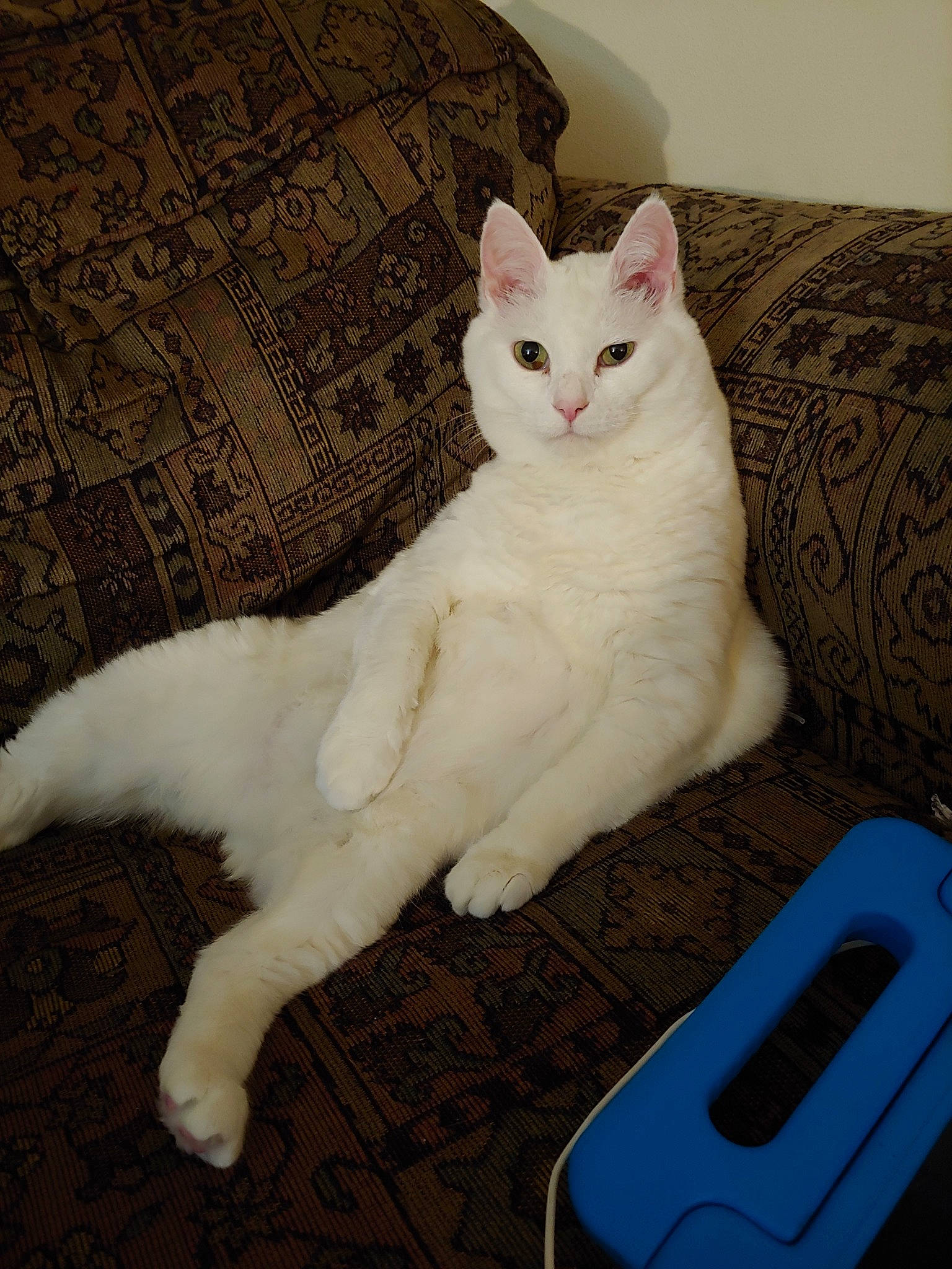 Enyo joined the competition — help win amazing prizes! aegean_cat, asian, burmilla, carnivore, cat, domestic_short_haired_cat, european_shorthair, felidae, fur, khao_manee, kitten, mammal, ojos_azules, paw, polydactyl_cat, small_to_medium_sized_cats, tail, turkish_angora, turkish_van, whiskers