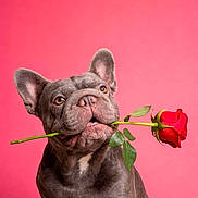 Gris joined the competition — help win amazing prizes! adorable, closeup, dog, ears, eyes, flower, french_bulldog, leaves, looking_up, muzzle, pet, pink_background, playful, portrait, rose, sitting, stem, studio_photography, tongue, valentine