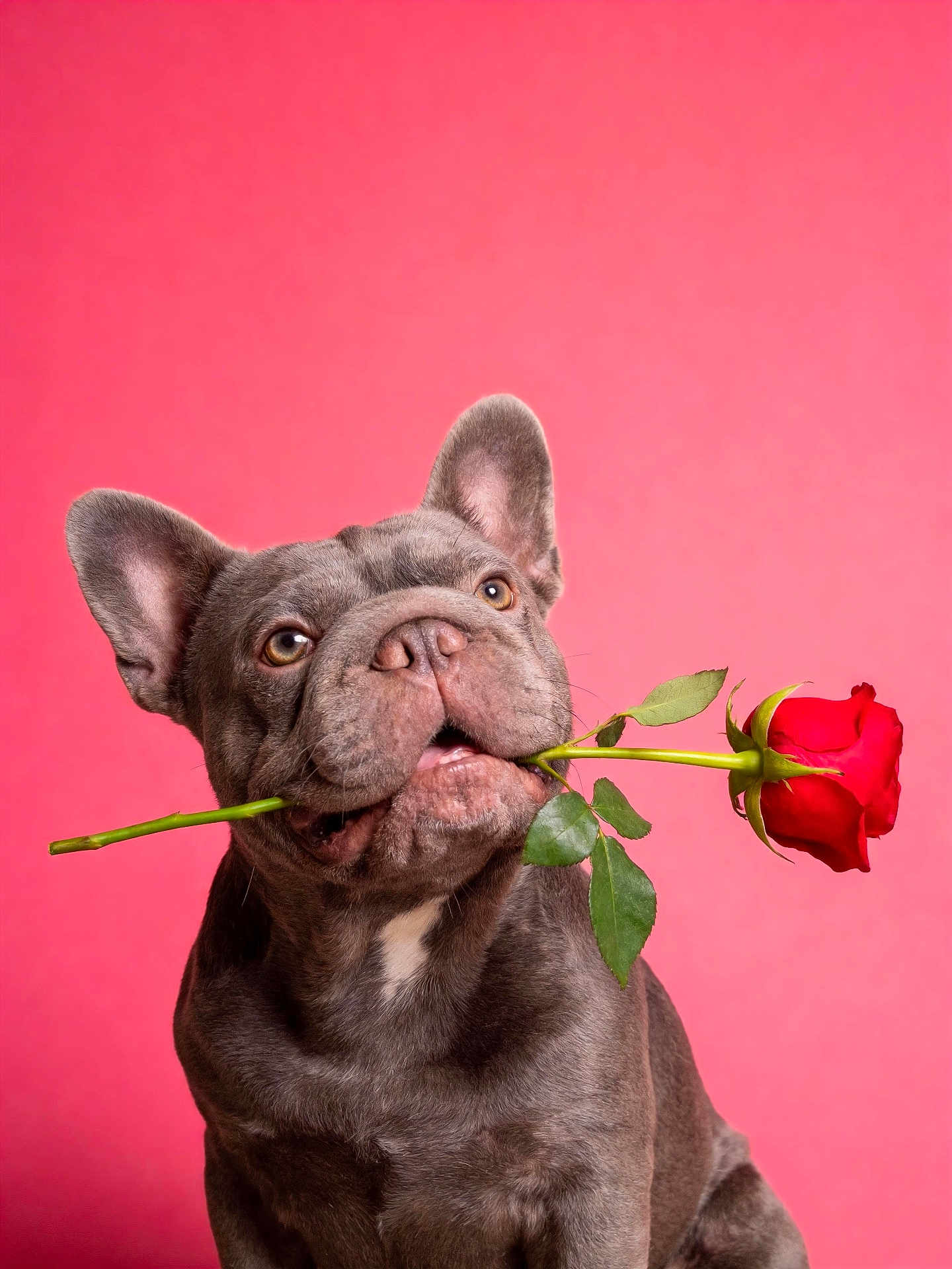 Gris joined the competition — help win amazing prizes! adorable, closeup, dog, ears, eyes, flower, french_bulldog, leaves, looking_up, muzzle, pet, pink_background, playful, portrait, rose, sitting, stem, studio_photography, tongue, valentine