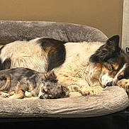 Ahppy a rejoint le concours — aidez-le/la à gagner de superbes lots ! dog, puppy, sleeping, pet_bed, fur, paw, cozy, indoor, companion, animal, resting, snuggling, cuddling, two_dogs, mixed_breed, bedroom, blanket, closeup, domestic, adorable