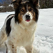 Jais participe au concours pour gagner de l'argent avec cette photo : dog, snow, outdoors, winter, ears, tongue_out, fur, portrait, animal, pet, canine, nose, whiskers, paws, standing, trees, sunlight, white_snow, close_up, happy