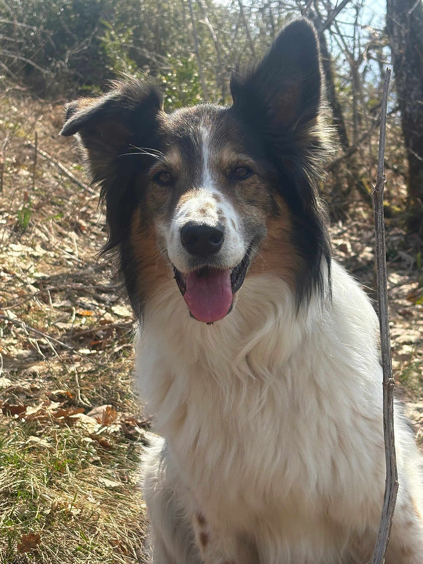 Jais a rejoint le concours — aidez-le/la à gagner de superbes lots ! dog, pet, canine, portrait, closeup, tongue_out, happy, ears, fur, tricolor, outdoors, forest, trees, grass, leaves, sunlight, natural_light, sitting, stick, smiling