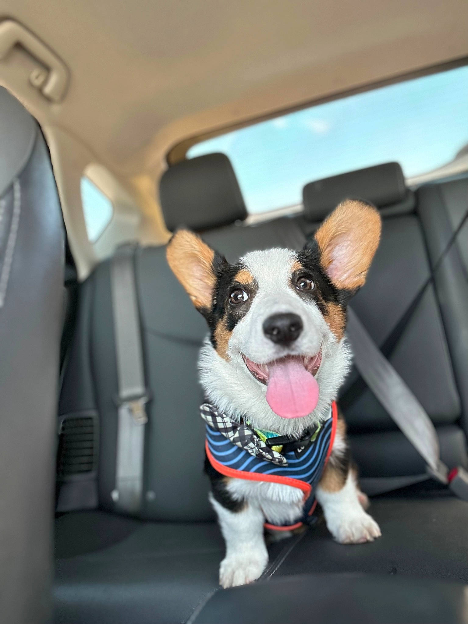 Max is registered to the contest to win money with this photo: auto_part, automotive_design, automotive_lighting, car, car_seat, car_seat_cover, carnivore, collar, companion_dog, dog, dog_breed, dog_collar, dog_supply, head_restraint, motor_vehicle, sky, snout, vehicle, vehicle_door, window
