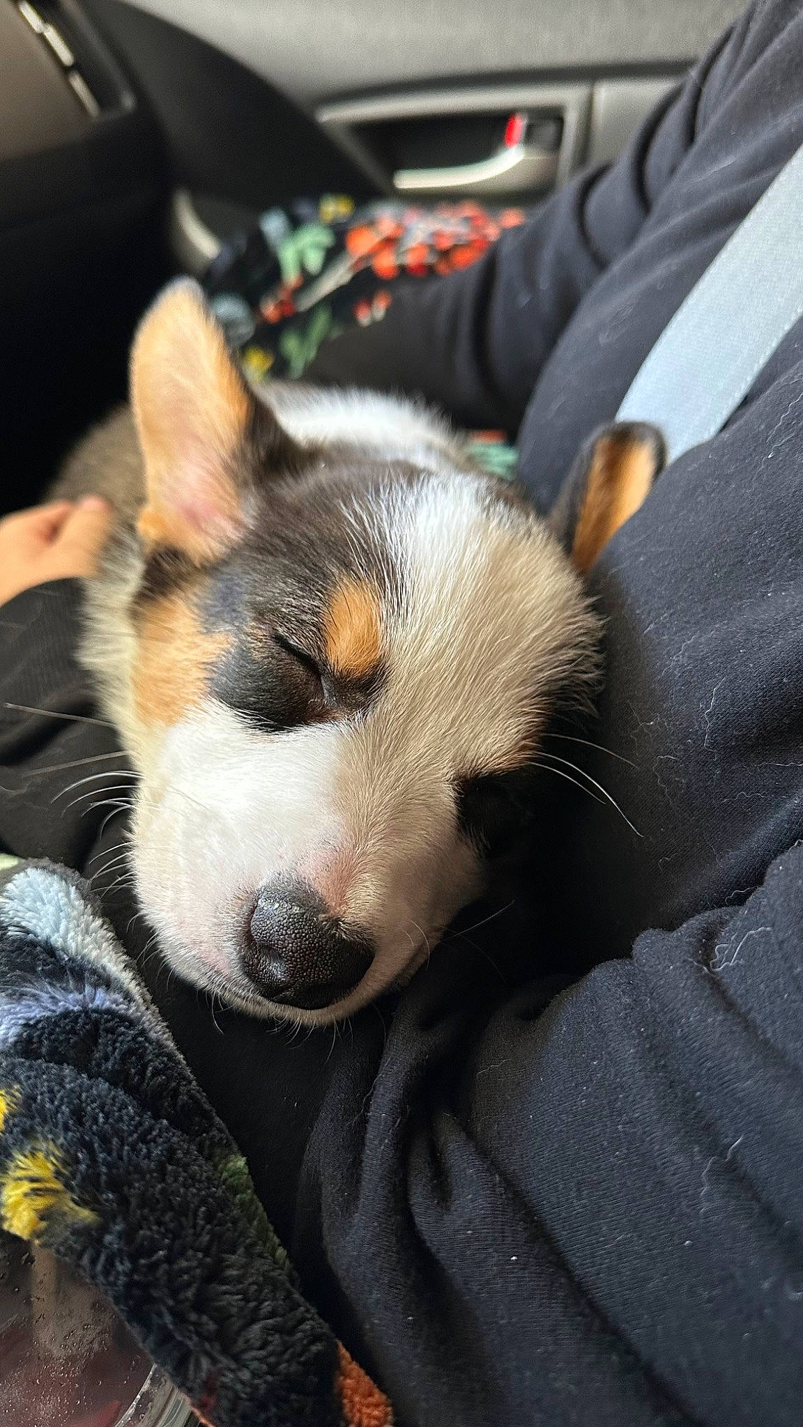 Max is registered to the contest to win money with this photo: canidae, carnivore, comfort, companion_dog, dog, dog_breed, fur, herding_dog, human_leg, non_sporting_group, paw, puppy, snout, sporting_group, terrestrial_animal, whiskers, working_dog