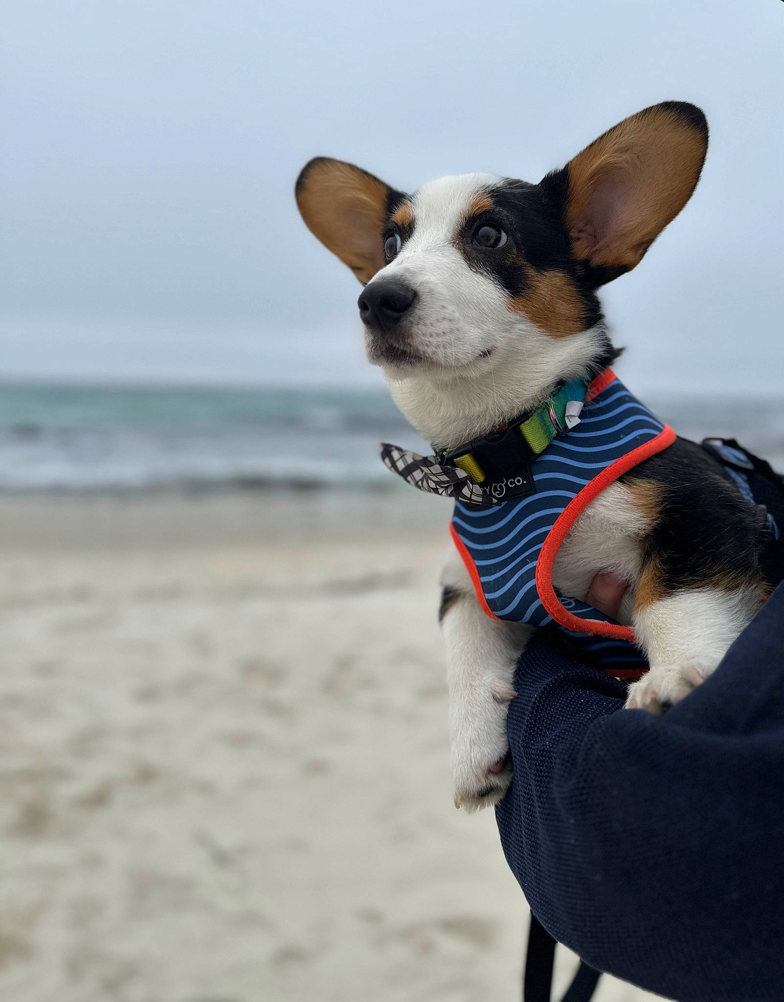 Max joined the competition — help win amazing prizes! beach, canidae, carnivore, collar, companion_dog, dog, dog_breed, dog_collar, dog_supply, fashion_accessory, fawn, leash, pet_supply, sky, snout, sporting_group, tail, water, whiskers, working_animal