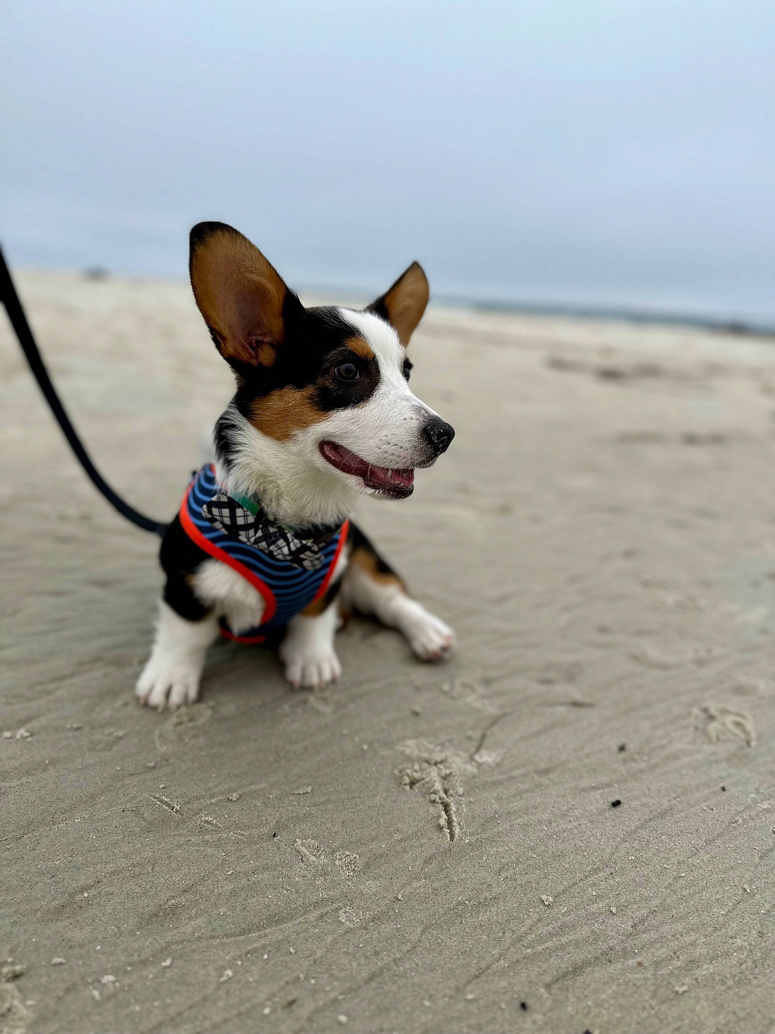 Max is registered to the contest to win money with this photo: beach, canidae, carnivore, collar, companion_dog, dog, dog_breed, dog_collar, dog_supply, leash, paw, road, sky, snout, soil, sporting_group, tail, terrier, walking, working_dog