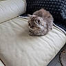 kitten, cat, fluffy, fur, gray, long_hair, sitting, sofa, couch, blanket, indoor, home, pet, animal, cute, portrait, leather, textured, cozy, photography