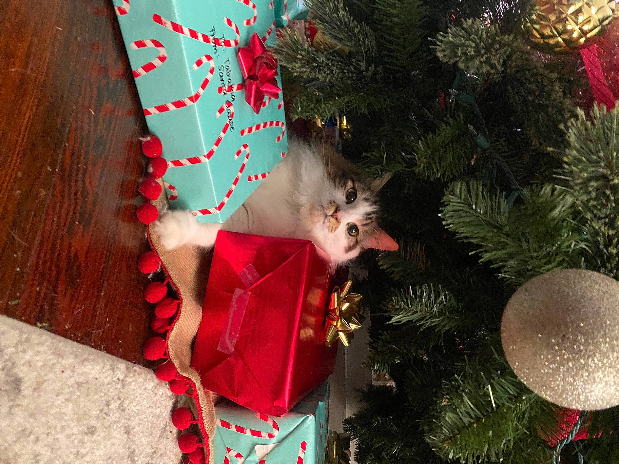 Frazzle joined the competition — help win amazing prizes! carnivore, cat, christmas, christmas_decoration, christmas_eve, christmas_ornament, christmas_tree, conifer, event, evergreen, felidae, fur, holiday, holiday_ornament, interior_design, ornament, pine_family, small_to_medium_sized_cats, sphere, whiskers