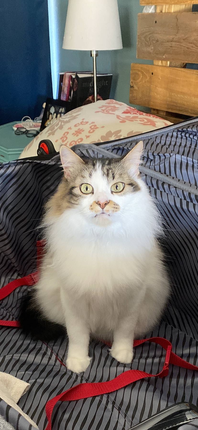 Frazzle joined the competition — help win amazing prizes! cabinetry, carnivore, cat, chest_of_drawers, felidae, fur, home_accessories, linens, small_to_medium_sized_cats, snout, vertebrate, whiskers