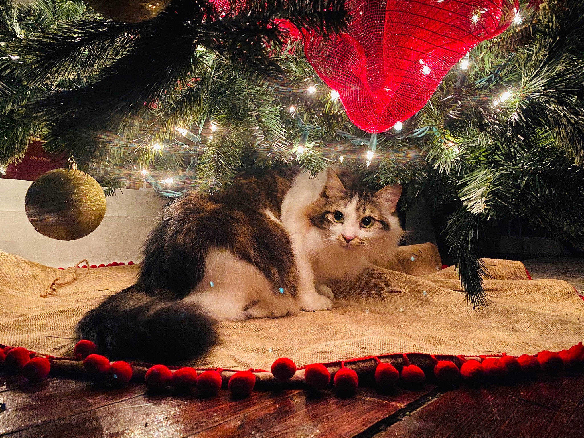 Frazzle is registered to the contest to win money with this photo: carnivore, cat, christmas, christmas_decoration, christmas_eve, christmas_lights, christmas_ornament, christmas_tree, conifer, event, felidae, fur, holiday, holiday_ornament, interior_design, kitten, ornament, pine_family, small_to_medium_sized_cats, whiskers