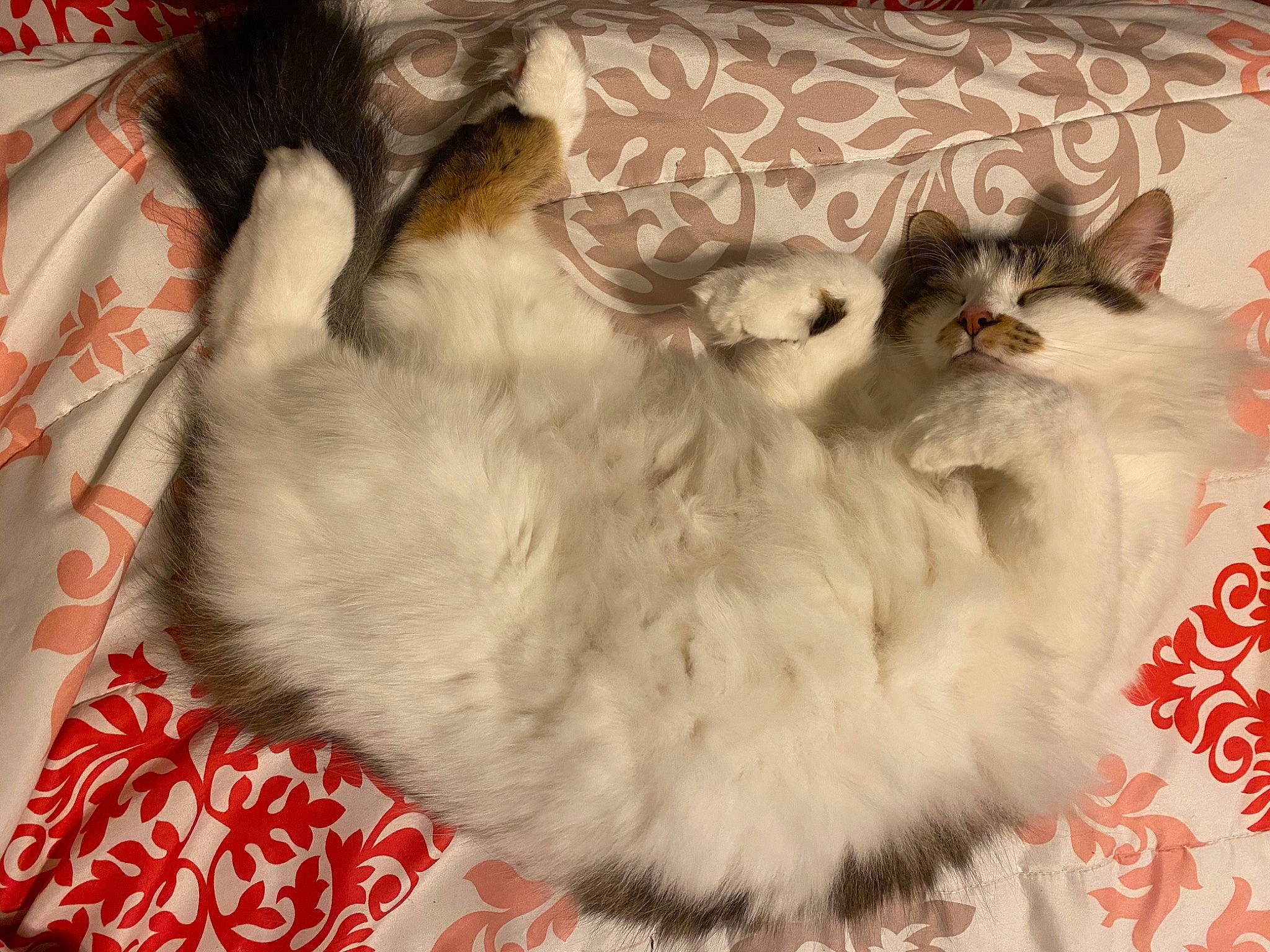 Frazzle is registered to the contest to win money with this photo: carnivore, cat, felidae, fur, linens, small_to_medium_sized_cats, vertebrate, whiskers