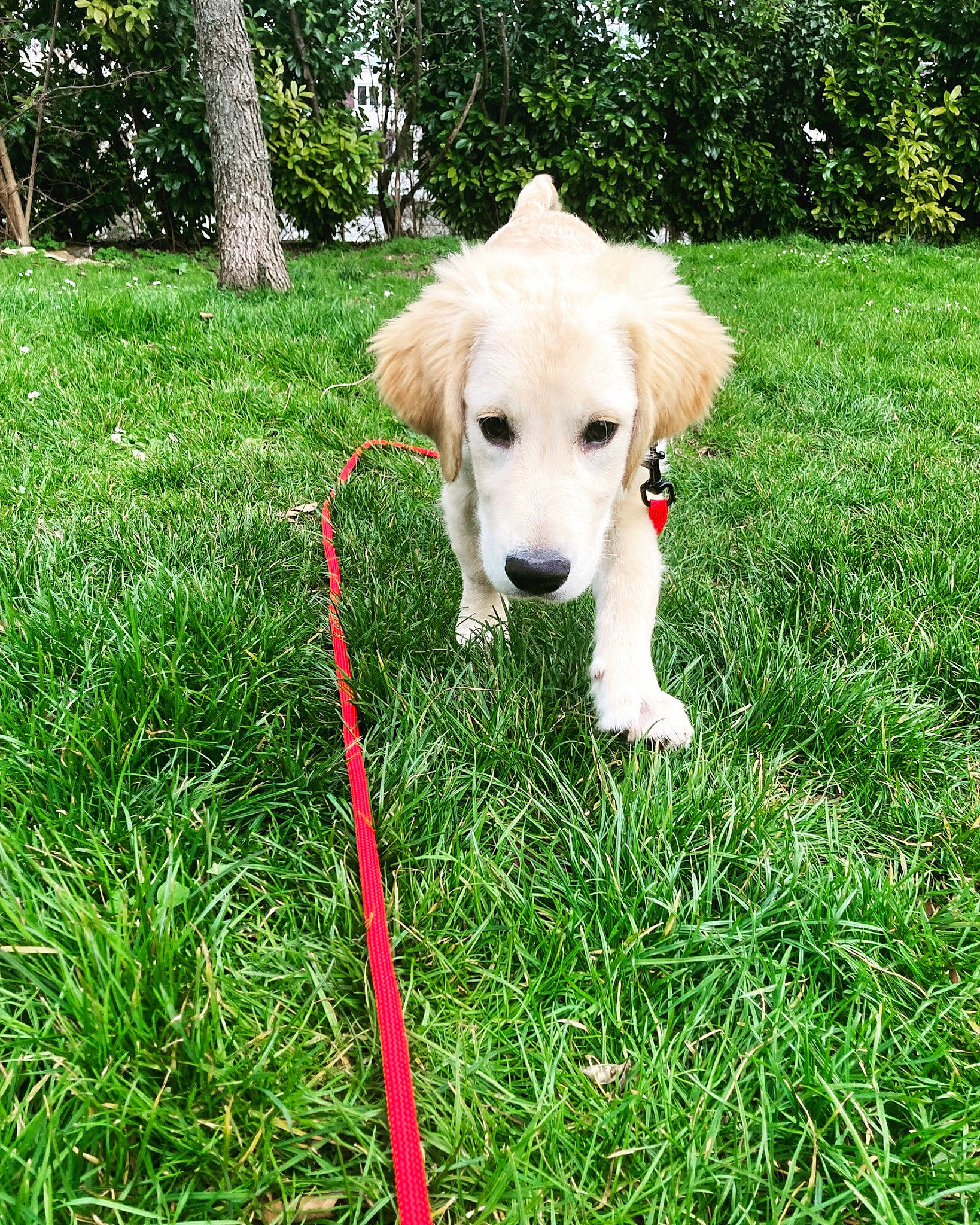 Saké participe au concours pour gagner de l'argent avec cette photo : canidae, carnivore, companion_dog, dog, dog_breed, fawn, garden, grass, grassland, groundcover, lawn, pasture, people_in_nature, plant, shrub, sporting_group, tail, tree, working_animal, yard