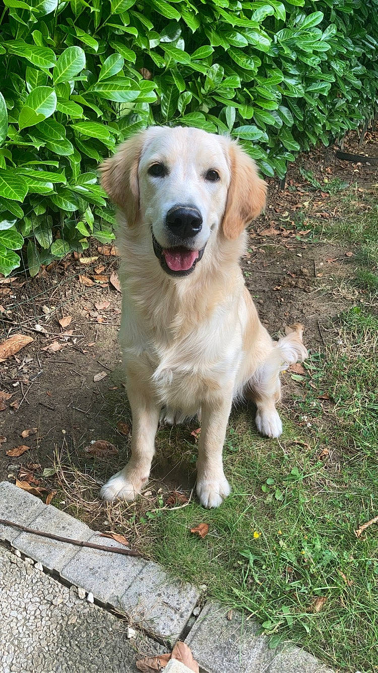 Saké participe au concours pour gagner de l'argent avec cette photo : biting, carnivore, companion_dog, dog, dog_breed, golden_retriever, grass, gun_dog, labrador_retriever, livestock_guardian_dog, plant, soil, sporting_group, tail, terrestrial_animal, tree, working_dog
