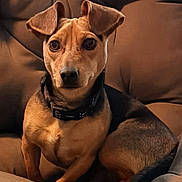Buddy is registered to the contest to win money with this photo: dog, canine, pet, small_dog, sitting, couch, sofa, brown, ears, collar, eyes, portrait, indoor, home, tail, paws, looking_at_camera, attentive, cozy, domestic_animal