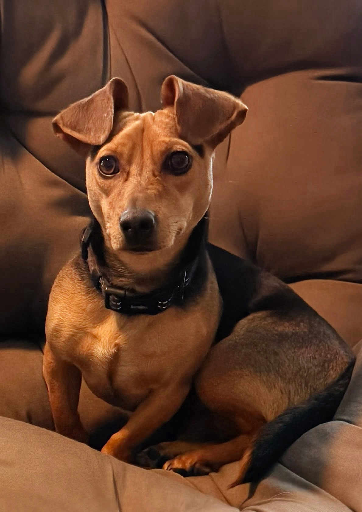 Buddy is registered to the contest to win money with this photo: dog, canine, pet, small_dog, sitting, couch, sofa, brown, ears, collar, eyes, portrait, indoor, home, tail, paws, looking_at_camera, attentive, cozy, domestic_animal
