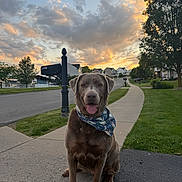Cinder joined the competition — help win amazing prizes! dog, bandana, sidewalk, suburban, sunset, clouds, grass, tree, mailbox, street, house, neighborhood, outdoor, pet, canine, happy, sitting, animal, nature, sky