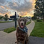 dog, bandana, sidewalk, suburban, sunset, clouds, grass, tree, mailbox, street, house, neighborhood, outdoor, pet, canine, happy, sitting, animal, nature, sky