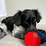 Bellatrix joined the competition — help win amazing prizes! dog, black_and_white, toy, red_ball, blue_ball, chewing, pet, indoor, soft_surface, lying_down, fur, ears, brown_eyes, close_up, playful, animal, cute, domestic, resting, background_wall