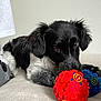 dog, black_and_white, toy, red_ball, blue_ball, chewing, pet, indoor, soft_surface, lying_down, fur, ears, brown_eyes, close_up, playful, animal, cute, domestic, resting, background_wall