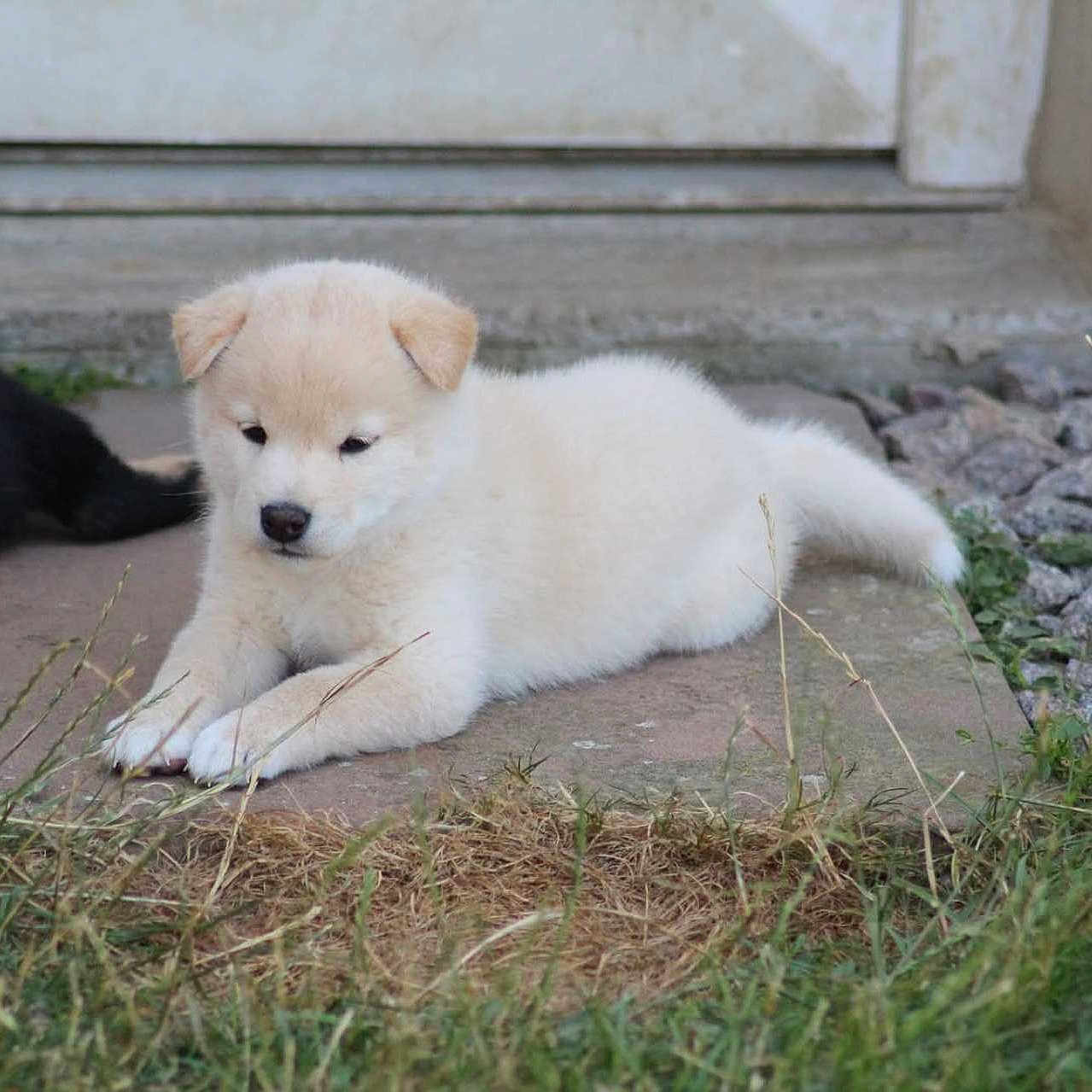 Hiro participe au concours pour gagner de l'argent avec cette photo : puppy, dog, grass, stone, outdoor, animal, pet, young, cute, fluffy, black_dog, cream_dog, lying_down, door, nature, small, domestic_animal, fur, side_view, resting