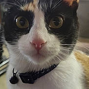 Patches joined the competition — help win amazing prizes! alert, animal, bell, calico, cat, closeup, collar, curious, domestic, ears, eyes, face, feline, fur, indoor, looking, nose, pet, portrait, whiskers