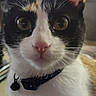alert, animal, bell, calico, cat, closeup, collar, curious, domestic, ears, eyes, face, feline, fur, indoor, looking, nose, pet, portrait, whiskers