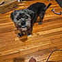 animal, black, brown, candid, companion, cute, dog, domestic, floor, foot, fur, grooming_kit_box, indoor, looking_up, pet, playful, rope_toy, small_dog, toy, wooden_floor