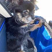 Lulu is registered to the contest to win money with this photo: dog, chihuahua, small_dog, long_hair, black_fur, brown_markings, pet, carrier, blanket, close_up, portrait, ears, eyes, paw, leash, outdoor, sunlight, reflection_in_eyes, cozy, companion