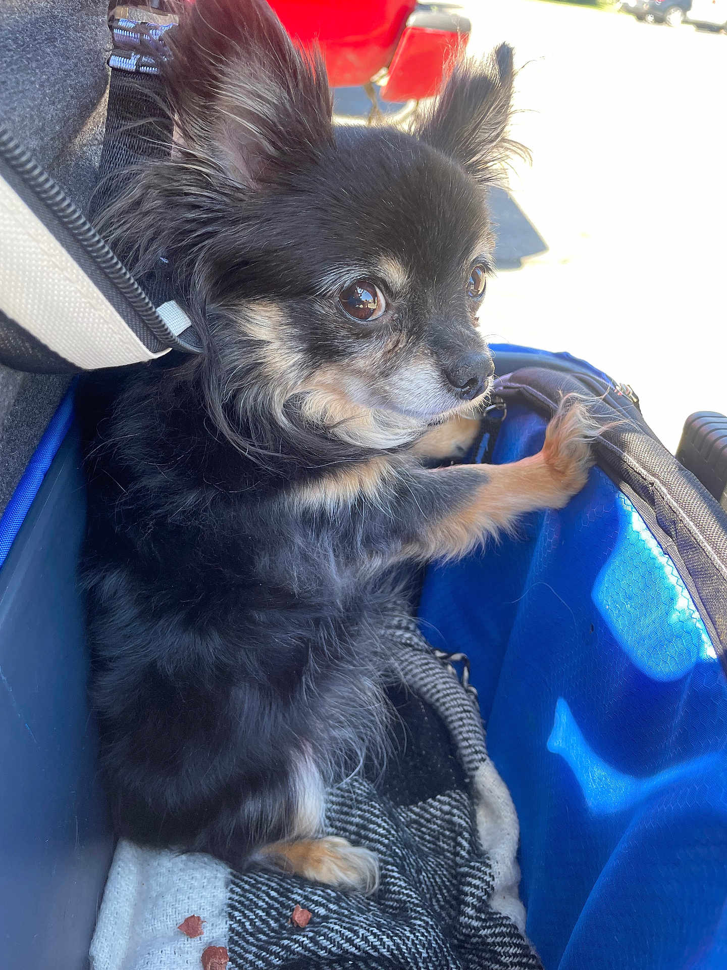 Lulu is registered to the contest to win money with this photo: dog, chihuahua, small_dog, long_hair, black_fur, brown_markings, pet, carrier, blanket, close_up, portrait, ears, eyes, paw, leash, outdoor, sunlight, reflection_in_eyes, cozy, companion