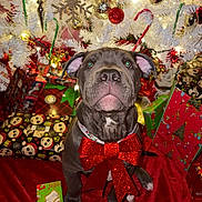 Razor is registered to the contest to win money with this photo: puppy, dog, christmas_tree, white_tree, red_bow, ornaments, candy_canes, holiday, presents, gift_wrap, festive, red_blanket, decorations, cute, pet, indoor, holiday_lights, animal, christmas, celebration