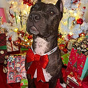 Rambo is registered to the contest to win money with this photo: dog, brindle_coat, red_bow, christmas_tree, ornaments, lights, presents, holiday, festive, decorations, red, white_tree, glitter, gift_wrap, indoors, pet, animal, celebration, seasonal, portrait