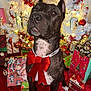 dog, brindle_coat, red_bow, christmas_tree, ornaments, lights, presents, holiday, festive, decorations, red, white_tree, glitter, gift_wrap, indoors, pet, animal, celebration, seasonal, portrait