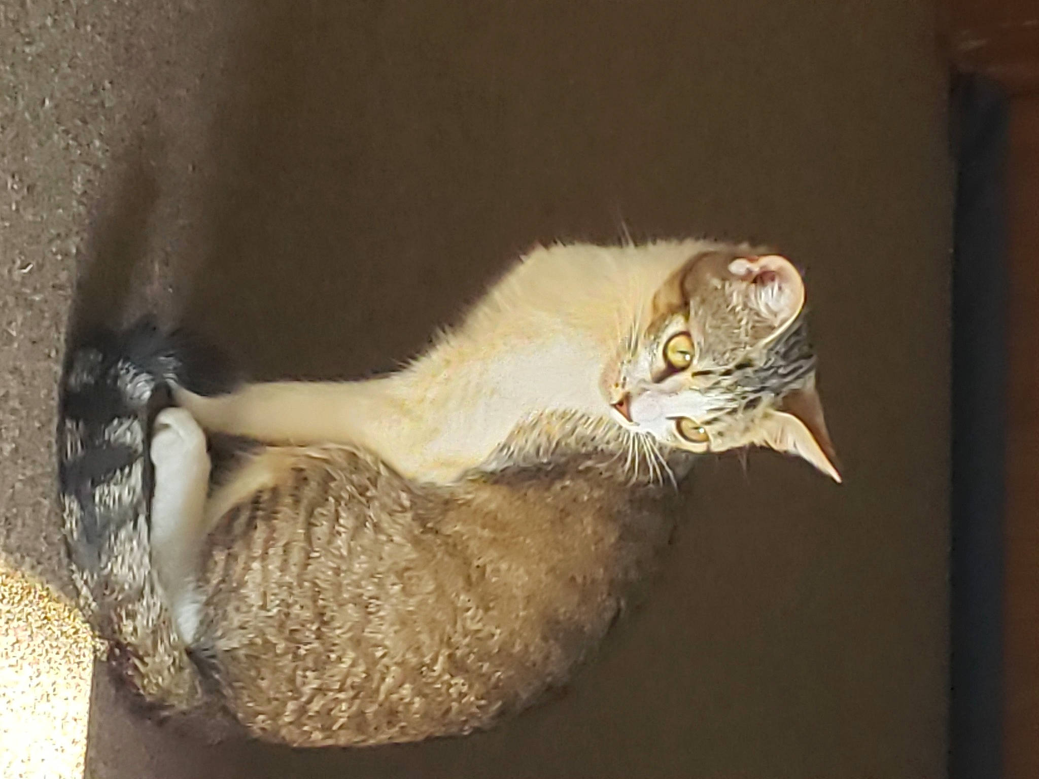 Amara is registered to the contest to win money with this photo: art, beak, carnivore, cat, claw, domestic_short_haired_cat, fawn, felidae, fur, paw, plant, small_to_medium_sized_cats, snout, still_life_photography, tail, terrestrial_animal, whiskers, wildlife, window, wood