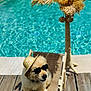 accessory, animal, cute, deck_chair, dog, golden_retriever, hat, leisure, outdoor, pet, pool, puppy, relaxing, summer, sunglasses, sunhat, sunny, vacation, water, wooden_deck