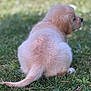 adorable, animal, back_view, blurred_background, canine, cute, daylight, dog, fluffy, fur, golden_retriever, grass, nature, outdoor, pet, puppy, sitting, soft, tail, young