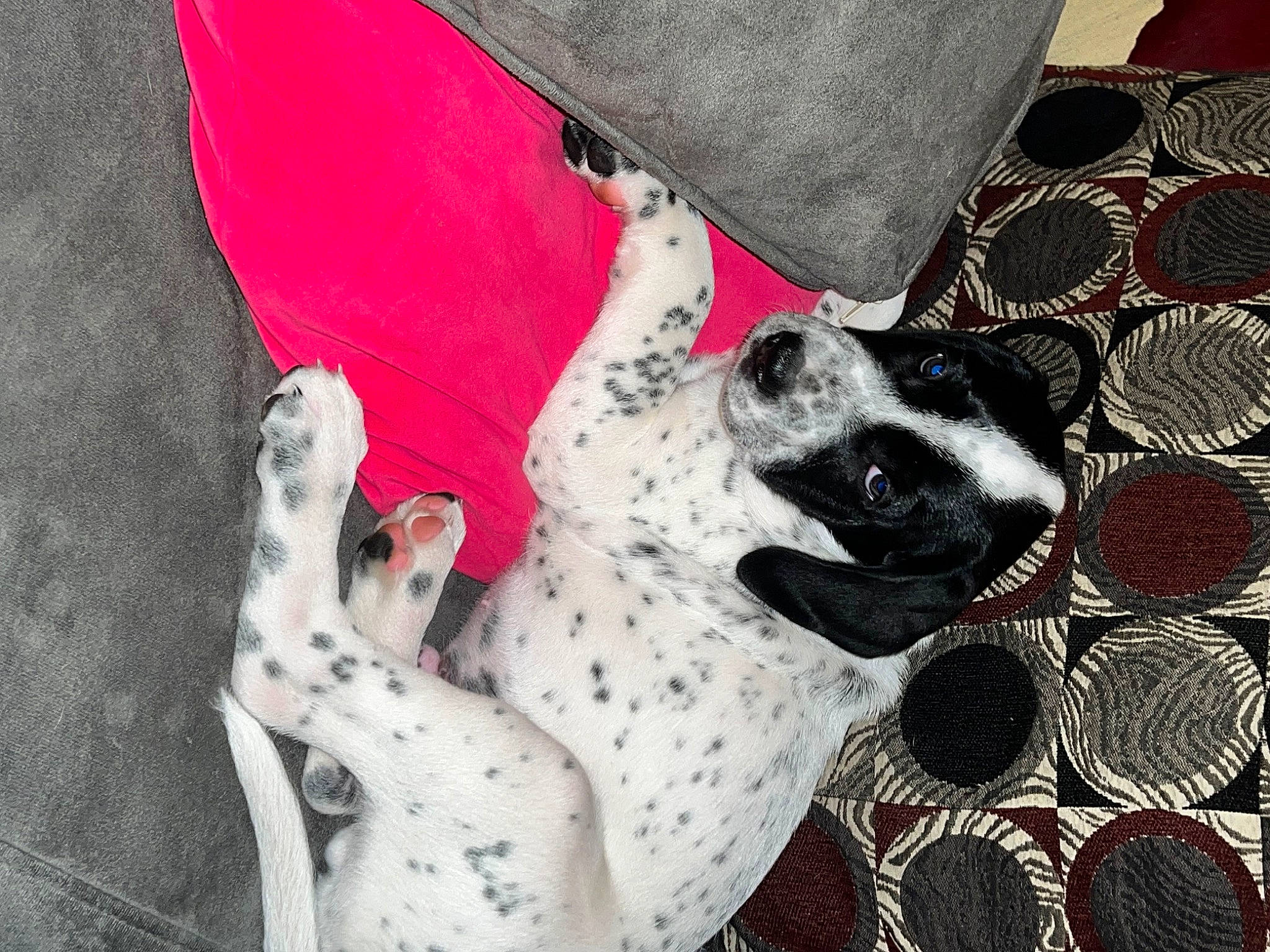 Ghost is registered to the contest to win money with this photo: black, canidae, carmine, carnivore, collar, companion_dog, dalmatian, dog, dog_breed, dog_collar, dog_supply, fawn, grey, human_leg, linens, pattern, snout, sporting_group, white, working_animal