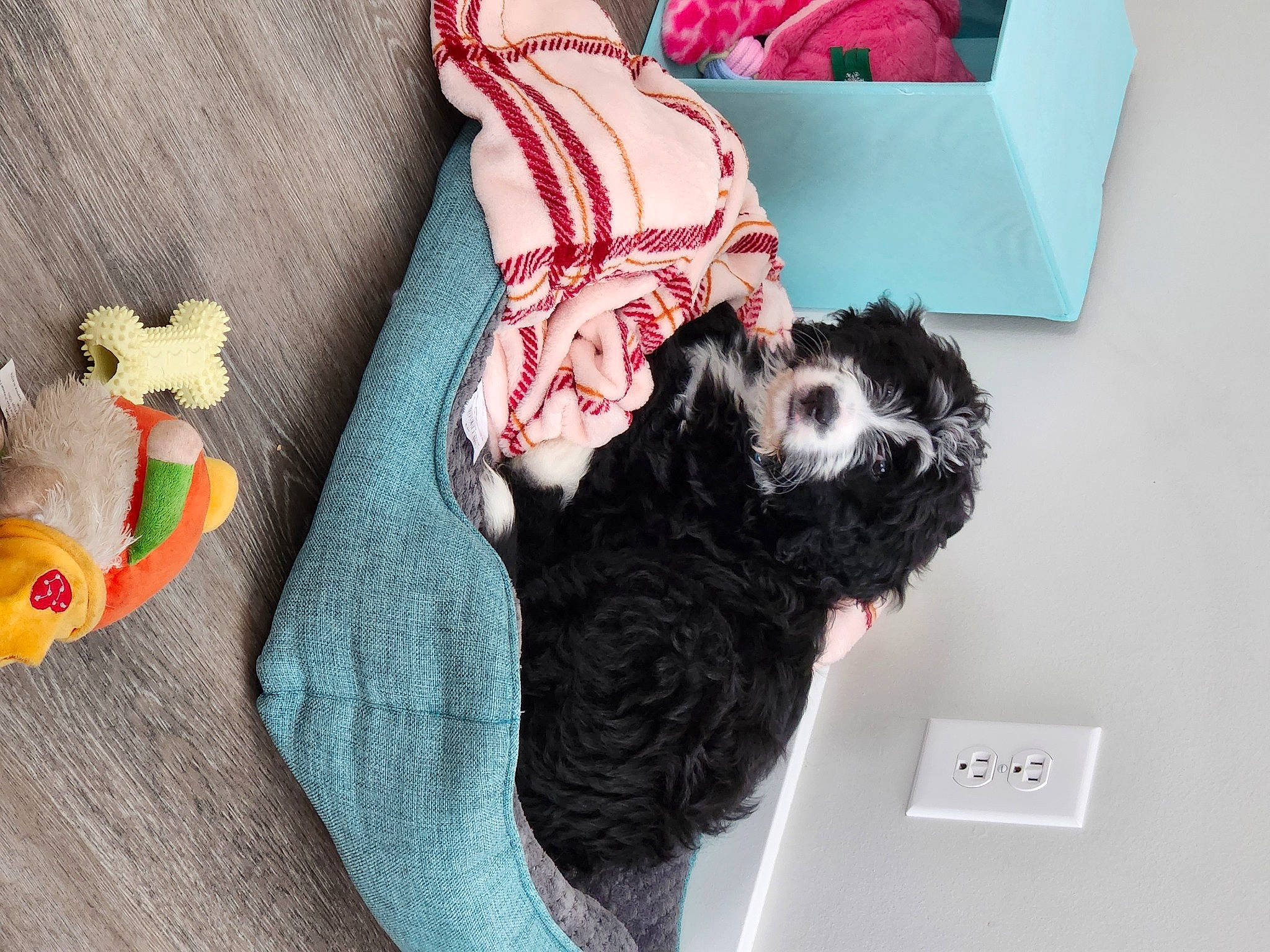 Jemma joined the competition — help win amazing prizes! baby_toddler_clothing, canidae, carmine, carnivore, comfort, companion_dog, dog, dog_breed, dog_supply, fashion_accessory, fawn, fur, mammal, pattern, sock, sporting_group, toy_dog, wool, woolen, woven_fabric